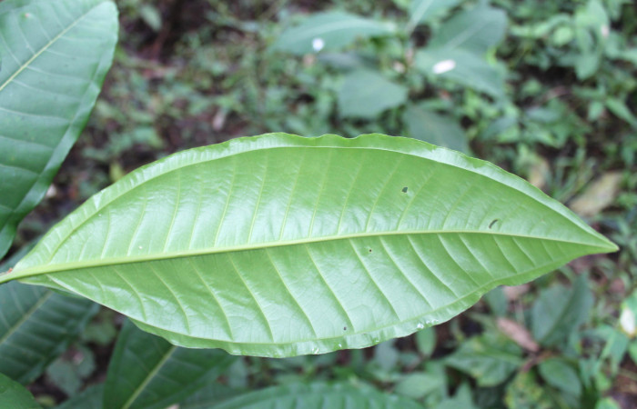 Figura 17. <i>Miconia trinervia</i> (Melastomataceae), planta hospedera de larva de mariposa porte enfocada el envés <i>Rectiostoma annemayae</i> (Depressariidae).