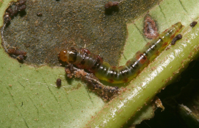 Figura 2. Larva <i>Rectiostoma annemayae</i> (Depressariidae), color verde, posición dorsal, mide 13 mm
aproximadamente. Planta hospedera <i>Blakea scarlatina</i> (Melastomataceae). Voucher: 11-SRNP-44509-
DHJ488987.jpg.