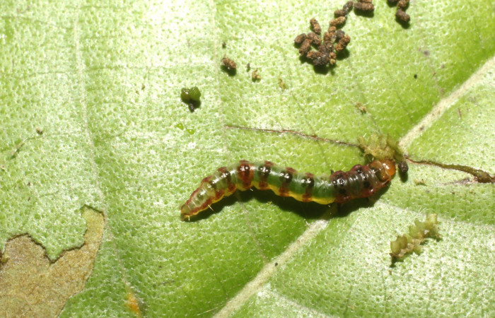 Figura 3. Larva <i>Rectiostoma annemayae</i> (Depressariidae), color verde, posición dorsal, mide 7 mm
aproximadamente. Planta hospedera <i>Miconia trinervia</i> (Melastomataceae). Voucher: 14-SRNP-42677-
DHJ803158.jpg.