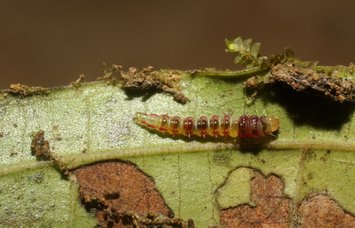 Imagen de sentro. Larva <i>Rectiostoma annemayae</i> (Depressariidae), color verde, posición lateral, mide 7 mm
aproximadamente. Planta hospedera <i>Miconia trinervia</i> (Melastomataceae). Voucher: 14-SRNP-42677-
DHJ803159.jpg.
Figura 4. Larva <i>Rectiostoma annemayae</i> (Depressariidae), color verde, posición dorsal, mide 7 mm aproximadamente.
Planta hospedera <i>Miconia trinervia</i> (Melastomataceae). Voucher: 14-SRNP-42678-DHJ803160.jpg.