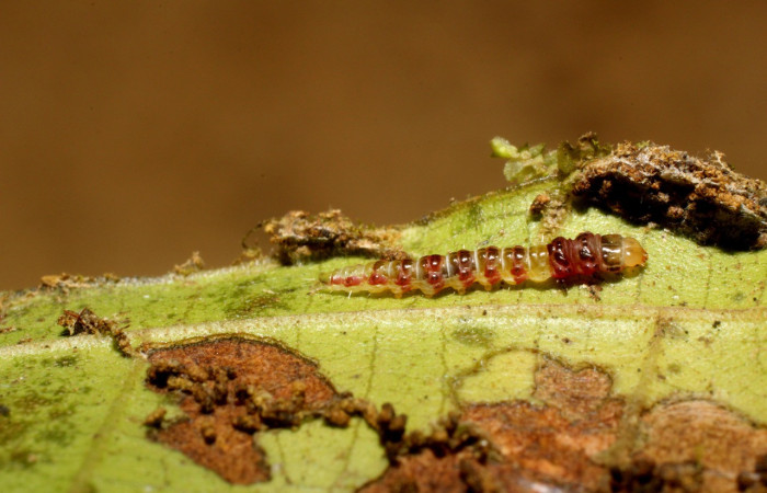 Figura 5. Larva <i>Rectiostoma annemayae</i> (Depressariidae), color verde, posición lateral, mide 7 mm
aproximadamente. Planta hospedera <i>Miconia trinervia</i> (Melastomataceae). Voucher: 14-SRNP-42678-
DHJ803161.jpg.
