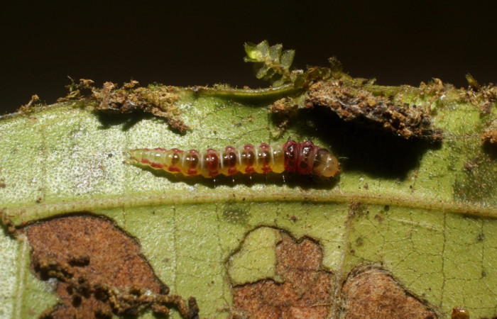 Figura 6. Larva <i>Rectiostoma annemayae</i> (Depressariidae), color verde, posición lateral, mide 7 mm aproximadamente. Planta hospedera <i>Miconia trinervia</i> (Melastomataceae). Voucher: 14-SRNP-42678- DHJ803162.jpg.