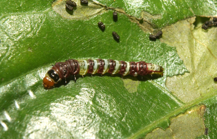 Figura 9. Larva <i>Rectiostoma eowilsoni</i> (Depressariidae), color morado con anillos color blancos, posición dorsal, mide 10 mm aproximadamente. Planta hospedera <i>Staphylea occidentalis</i> (Staphyleaceae). Voucher: 13- SRNP-70428-DHJ702125.jpg.