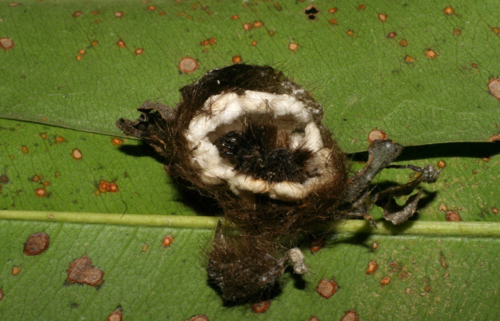 Fig 11. Capullos junto a muda de larva <i>Euchaetes antica</i>, parasitada por <i>Cotesia</i> Whitfield23 de la familia Braconidae. Voucher 04-SRNP-12425-DHJ401457.jpg