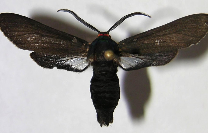 Fig 1. Adulto <i>Euchaetes antica</i>, vista ventral (macho)mide 30 mm en alas abiertas  Voucher 06-SRNP-16646-DHJ371870