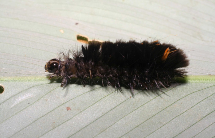 Fig. 8. Larva <i>Euchaetes antica</i>, en último estadió, 31mm de largo, parasitada por <i>Chaetogaedia</i> Wood05 (Tachinidae). Localidad Estación  Gongora. Voucher 06-SRNP-45848-DHJ414952.jpg