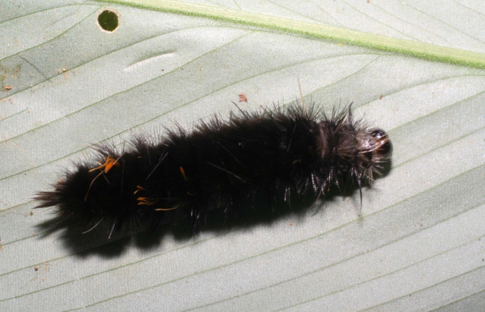 Fig. 9. Larva <i>Euchaetes antica</i>, en último estadió,31mm de largo, parasitada por <i>Chaetogaedia</i> Wood05 (Tachinidae). Localidad Estación  Gongora. 06-SRNP-45848-DHJ414953.jpg