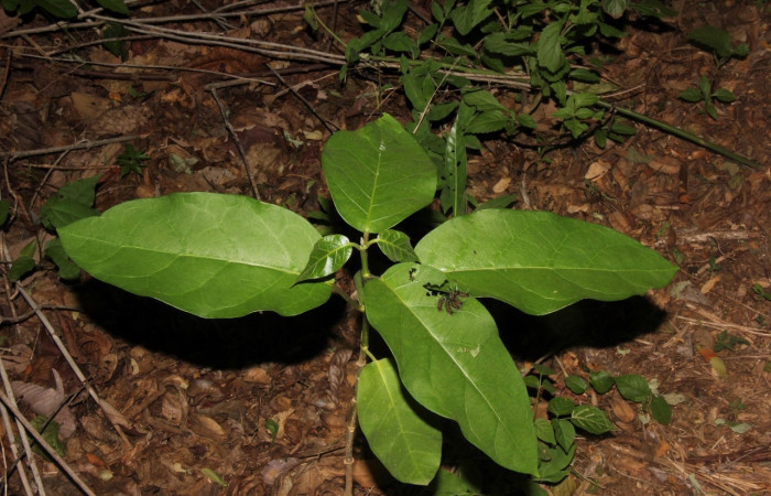 Fig 6. Larva <i>Euchaetes antica</i>, familia de planta hospedera. Asclepiadaceae.  Voucher 15-SRNP-10216-DHJ805015.jpg