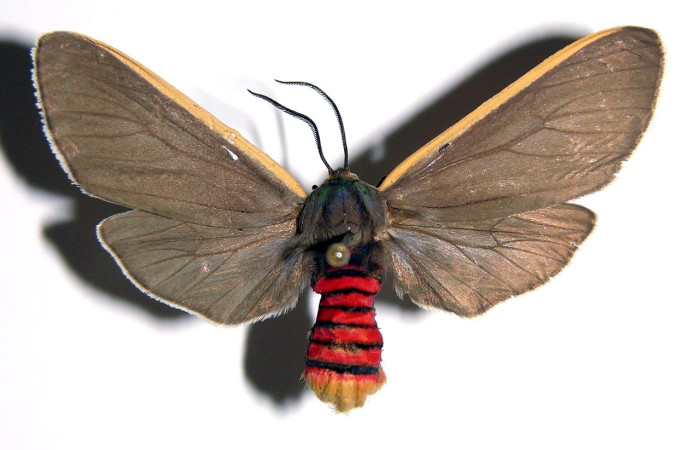 Fig 3. Adulto <i>Euchaetes antica</i>, vista dorsal (hembra), mide 43 mm en alas abiertas.  Voucher 89-SRNP-302-DHJ93792