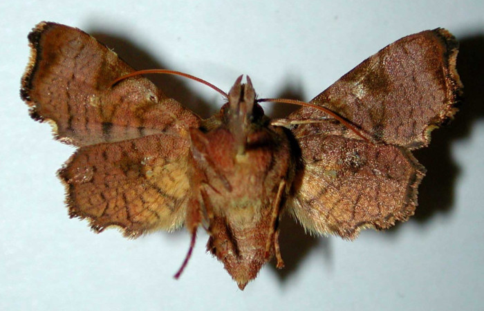 Fig. 12. Vista ventral de <i>Dysodia spissicornis</i>, (Thyrididae). Voucher: 00- SRNP-1158-DHJ38945.jpeg