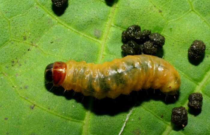 Fig. 2. Dorsal de larva de <i>Dysodia sica</i> (Thyrididae), en su planta hospedera, rodeado de sus heces. Voucher: 06-SRNP-60036-DHJ418001.jpeg       