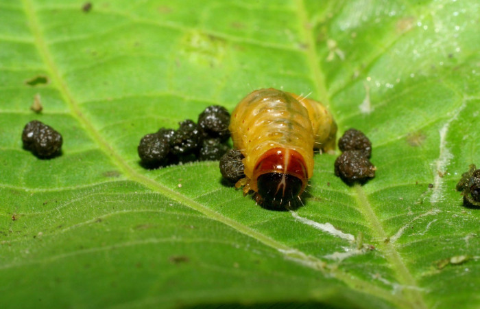 Fig. 1. Vista frontal de la cabeza de <i>Dysodia sica</i> (Thyrididae), aquí podemos visualizar la coloración de la cabeza, pelos que tiene y tintura del tórax. Voucher: 06-SRNP-60036-DHJ418002.jpeg       