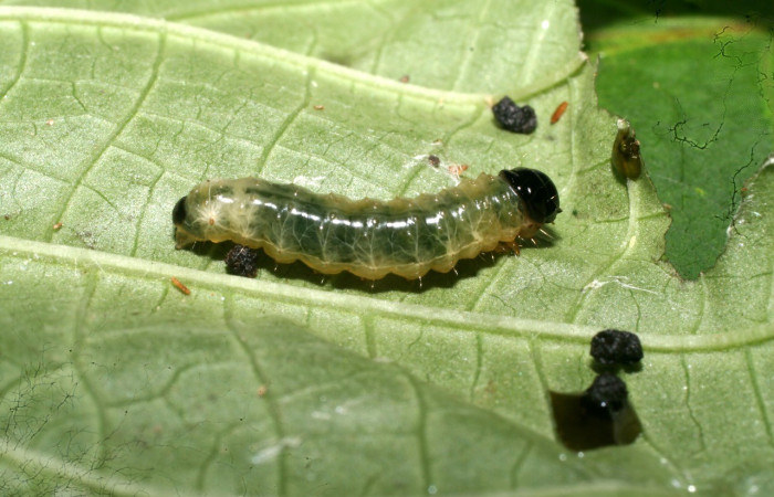 Fig. 3. Vista lateral de larva <i>Dysodia sica</i> (Thyrididae), en penúltimo estadio, su color es transparente se nota verde debido a la planta hospedera de la que se alimenta. Voucher: 11-SRNP-56409-DHJ497385.jpeg       