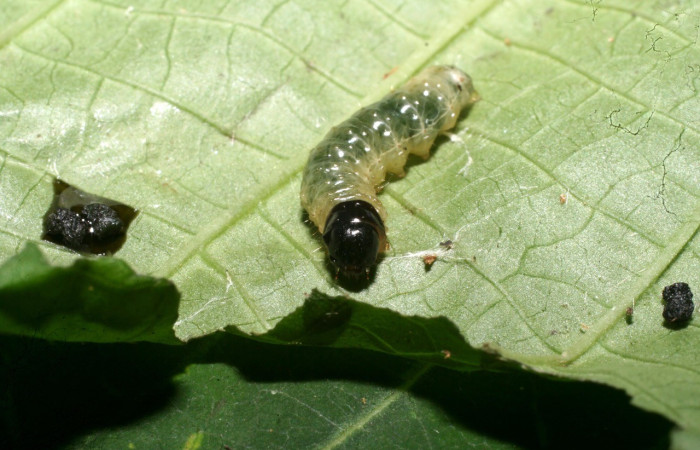 Fig. 4. Vista de la cabeza de <i>Dysodia sica</i> (Thyrididae), larva en penúltimo estadio.Voucher: 11-SRNP-56409-DHJ497387.jpeg
