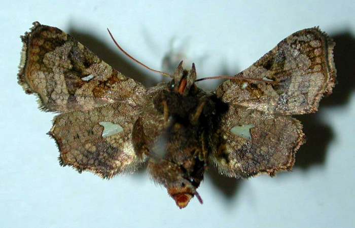 Fig. 14. Vista ventral de <i>Dysodia</i> oculatanaDHJ03, (Thyrididae). Voucher: 82-SRNP-465.1-DHJ38887     