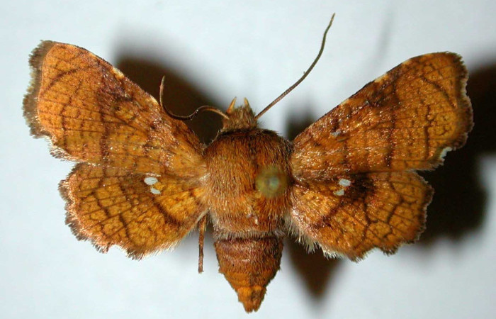 Fig. 9. Vista dorsal de <i>Dysodia sica</i>, (Thyrididae). Voucher: 82-SRNP-477-DHJ38948.jpeg