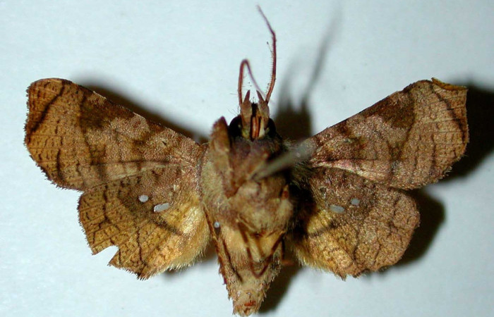 Fig. 15. Vista ventral de <i>Dysodia</i> Janzen03, (Thyrididae). Voucher: 97-SRNP-6739-DHJ35087