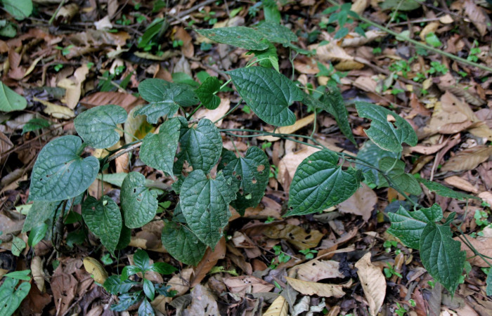 Fig. 16. Planata hospedere <i>Piper marginatum</i> (Piperaceae) de larva <i>Dysodia sica</i> (Thyrididae). Foto por Minor Carmona       