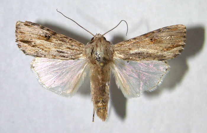  Adulto en posición dorsal de <i>Spodoptera eridania</i> (Noctuidae). Buenos Aires, Finca Tomate. Voucher 07-SRNP-84-DHJ366382.