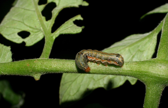  Larva en posición lateral de <i>Spodoptera eridania</i> (Noctuidae), PPU estadio. Buenos Aires, Finca Tomate. Voucher 07-SRNP-139-DHJ419273.jpg.