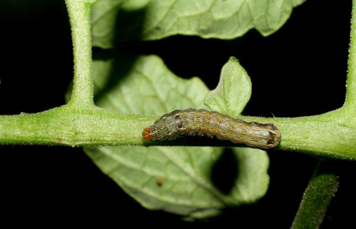  Larva en posición dorsal de <i>Spodoptera eridania</i> (Noctuidae), PPU estadio. Buenos Aires, Finca Tomate. Voucher 07-SRNP-139-DHJ419277.jpg.