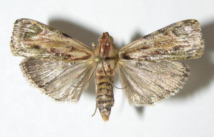 Figura 11. Adulto hembra de <i>Chloropaschia pegalis</i> (Pyralidae) vista dorsal. Voucher 04-SRNP-4428-DHJ343398.jpg.
