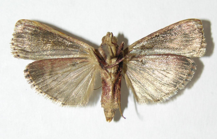 Figura 12. Adulto hembra de <i>Chloropaschia pegalis</i> (Pyralidae) vista ventral. Voucher 04-SRNP-4428-DHJ343399.jpg.