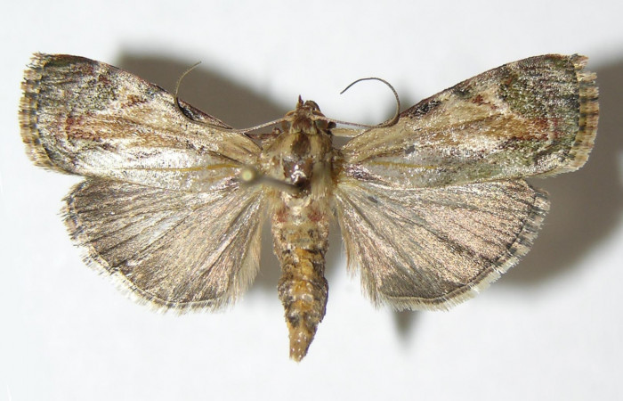 Figura 13. Adulto macho de <i>Chloropaschia pegalis</i> (Pyralidae) vista dorsal. Voucher 05-SRNP-2318-DHJ343382.jpg.