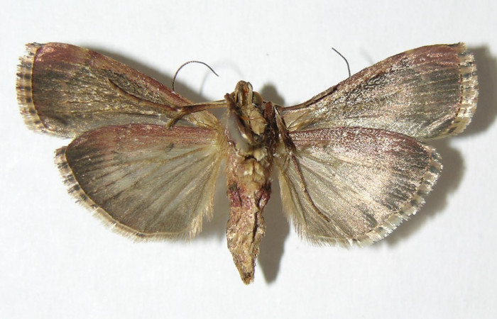 Figura 14. Adulto macho de <i>Chloropaschia pegalis</i> (Pyralidae) vista ventral. Voucher 05-SRNP-2318-DHJ343383.jpg.