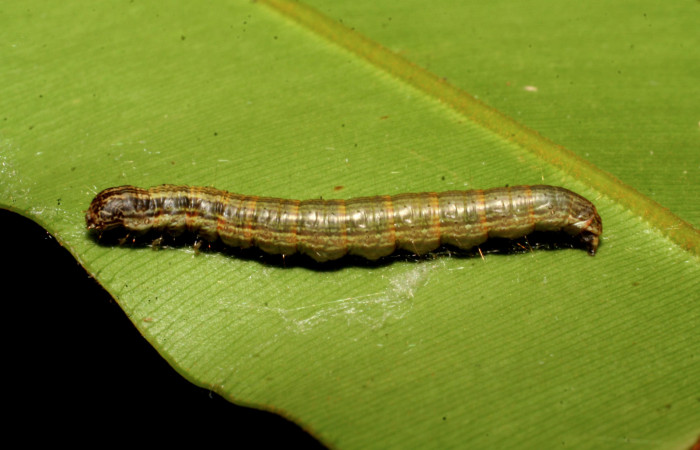 Figura 1. <i>Chloropaschia pegalis</i> (Pyralidae) último estadio, posición lateral, Estación Caribe, Laureles. Voucher 07-SRNP-40981-DHJ422242.jpg.