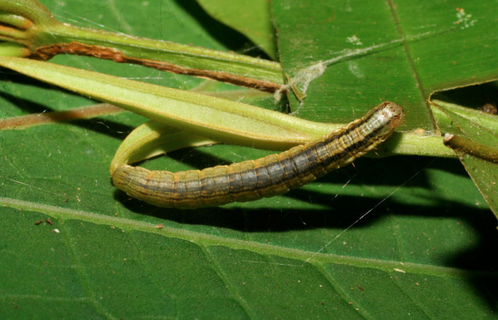 Figura 2. <i>Chloropaschia pegalis</i> (Pyralidae) último estadio, Estación Pitilla, Pasmompa. Voucher 08-SRNP-30555-DHJ438581.jpg.