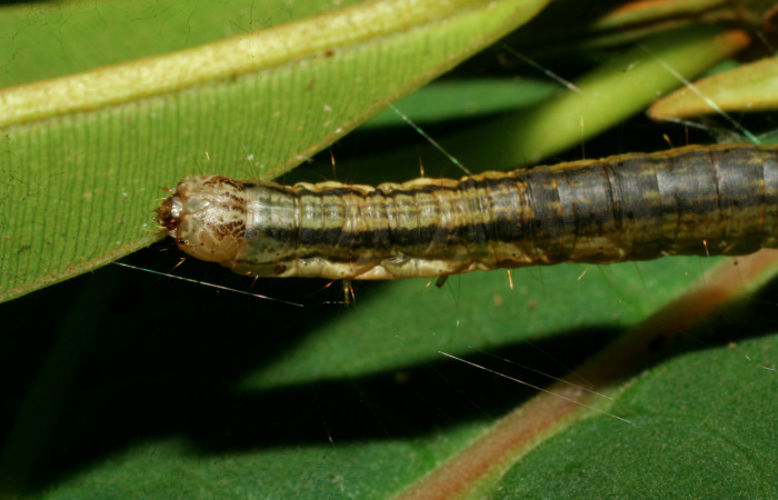 Figura 3. <i>Chloropaschia pegalis</i> (Pyralidae) último estadio, Estación Pitilla, Pasmompa. Voucher 08-SRNP-30555-DHJ438584.jpg.