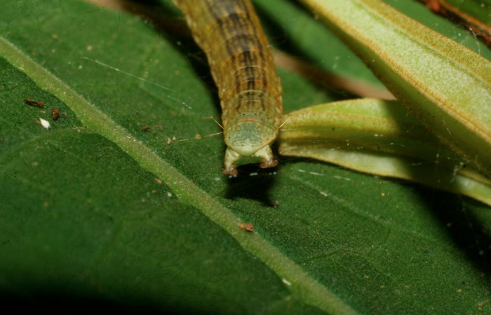 Figura 4. <i>Chloropaschia pegalis</i> (Pyralidae) último estadio, Estación Pitilla, Pasmompa. Voucher 08-SRNP-30555-DHJ438588.jpg.
