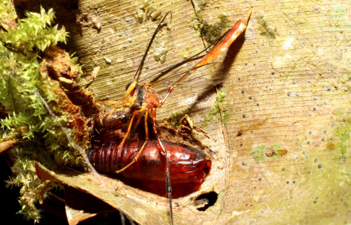 Figura 10. Avispa parásito de la familia (Ichneumonidae) <i>Agrypon</i> GauldN2  hospedero  de <i>Chloropaschia pegalis</i> (Pyralidae). Voucher 10-SRNP-1028-DHJ475204.jpg.