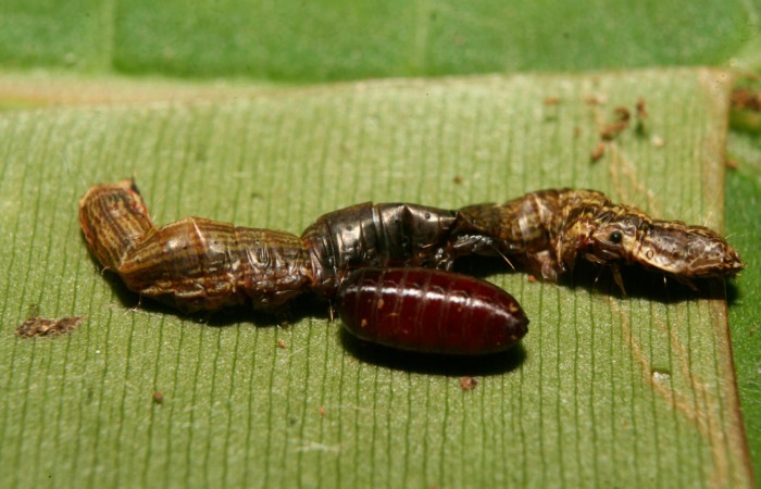 Figura 9. Pupario de (Tachinidae) <i>Actia</i> Janzen04 parásito de <i>Chloropaschia pegalis</i> (Pyralidae). Voucher 14-SRNP-70288-DHJ703956.jpg.