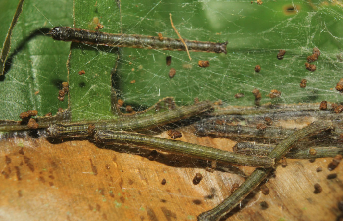 Figura 5. <i>Chloropaschia pegalis</i> (Pyralidae) último estadio, Estación Quica, Sendero Manguera. Voucher 17-SRNP-72738-DHJ741084.jpg.