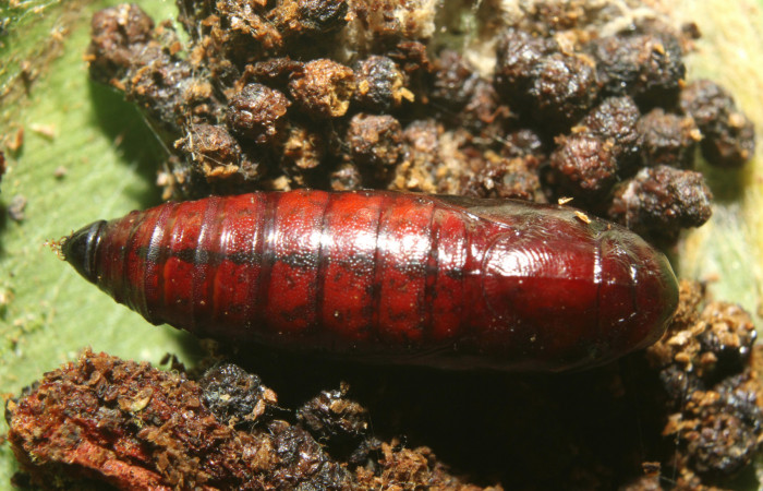 Figura 6. Pupa de  <i>Chloropaschia pegalis</i> (Pyralidae) posición dorsal. Voucher 17-SRNP-72738-DHJ741153.jpg.
