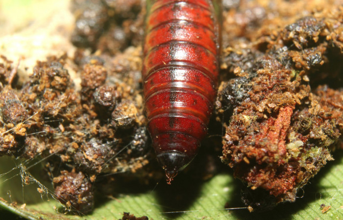 Figura 8. Pupa de  <i>Chloropaschia pegalis</i> (Pyralidae) posición tracera. Voucher 17-SRNP-72738-DHJ741155.jpg
