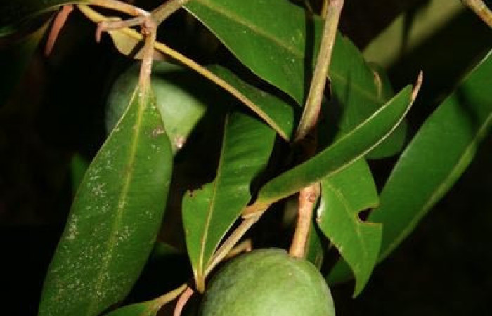 Figura 15. <i>Calophyllum brasiliense</i> (Calophyllaceae). Planta hospedera de <i>Chloropaschia pegalis</i> (Pyralidae) Estación Caribe. Foto. Jorge Hernandez. Noviembre 2018.