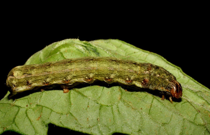  Larva en posición lateral de <i>Spodoptera eridania</i> (Noctuide), U estadio. Buenos Aires, Finca Tomate. Voucher 07-SRNP-83-DHJ418212.jpg.