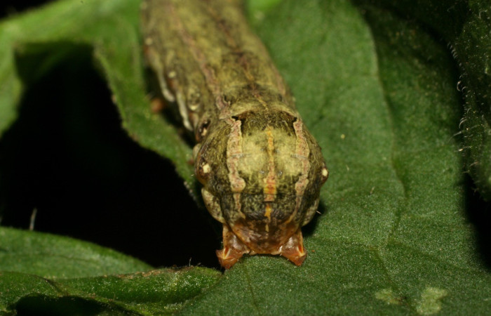  Cabeza en posición frontal de <i>Spodoptera eridania</i> (Noctuidae), U estadio. Buenos Aires, Finca Tomate. Voucher 07-SRNP-83-DHJ418207.jpg.