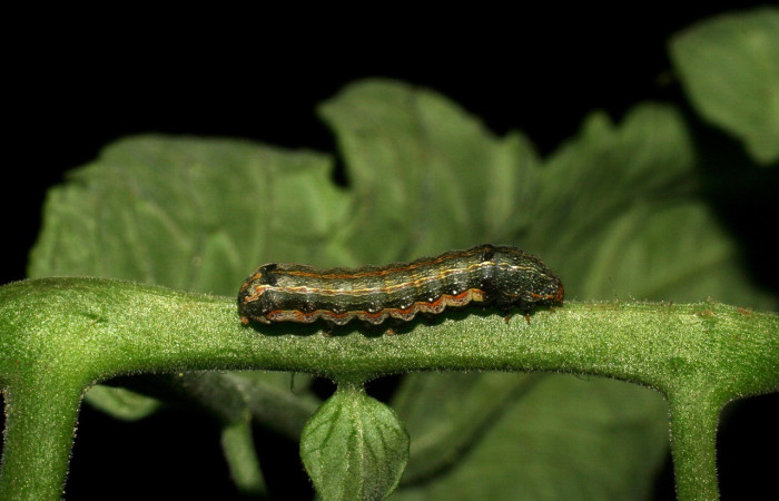  Larva en posición dorsal de <i>Spodoptera eridania</i> (Noctuidae), PPU estadio. Buenos Aires, Finca Tomate. Voucher 07-SRNP-139-DHJ419278.jpg.