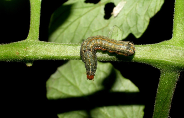  Larva en posición dorsal de <i>Spodoptera eridania</i> (Noctuidae), PPU estadio. Buenos Aires, Finca Tomate. Voucher 07-SRNP-139-DHJ419272.jpg.
