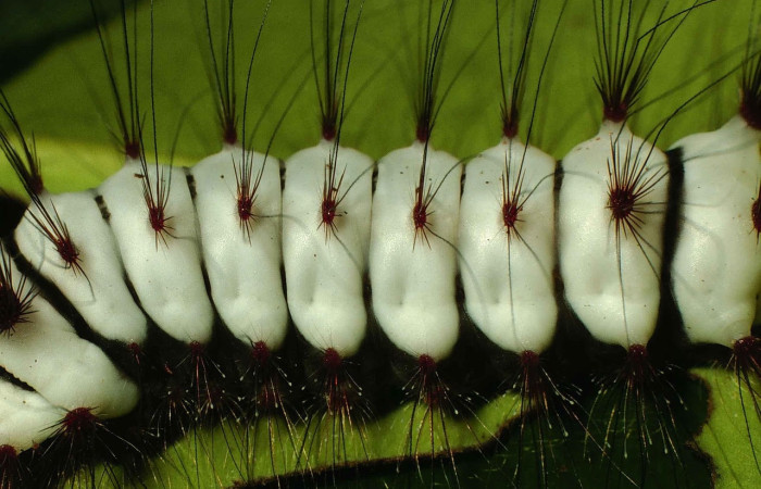 Fig. 10 Larva <i>Megalopyge lanata</i>, (Megalopygidae), (estadío U), mostrando la posición lateral central, se alimenta <i>Rhizophora mangle</i>, familia (Rhizophoraceae). Voucher: 00-SRNP-15197-DHJ55690.jpg.