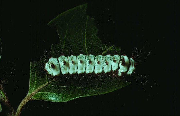 Fig. 13 Larva <i>Megalopyge lanata</i>, (Megalopygidae), (estadío U), mostrando la posición dorsal entero, se alimenta <i>Byrsonima crassifolia</i>, familia (Malpighiaceae). Voucher: 83-SRNP-1411a-DHJ6760.jpg.