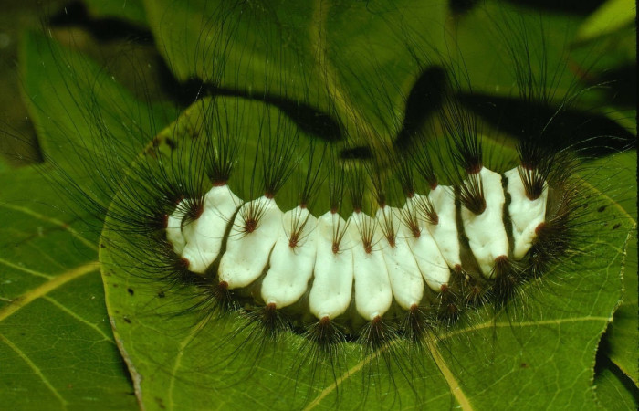 Fig. 14 Larva <i>Megalopyge lanata</i>, (Megalopygidae), (estadío U), mostrando la posición lateral entero, se alimenta <i>Swietenia macrophylla</i>, familia (Meliaceae). Voucher: 95-SRNP-8077-DHJ25367.jpg.