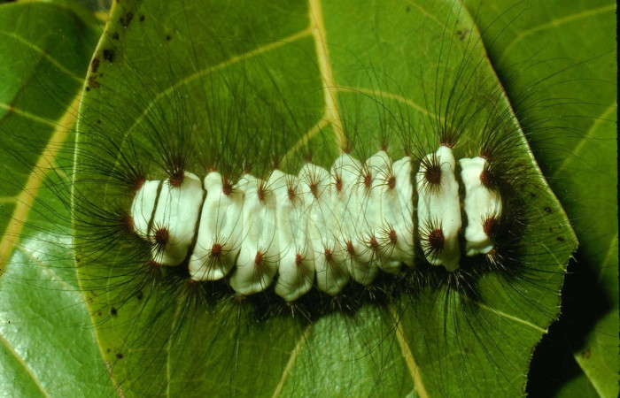Fig. 15 Larva <i>Megalopyge lanata</i>, (Megalopygidae), (estadío U), mostrando la posición dorsal entero, se alimenta <i>Swietenia macrophylla</i>, familia (Meliaceae). Voucher: 95-SRNP-8077-DHJ25368.jpg.