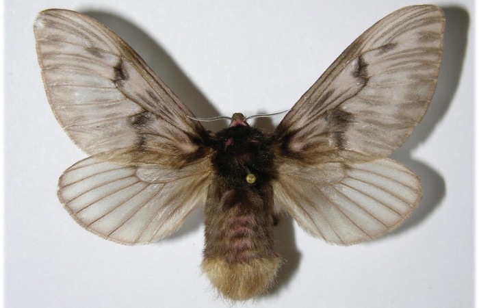 Fig.1 Adulto <i>Megalopyge lanata</i>, Megalopygidae, macho, mostrando la parte 
dorsal. Sector Santa Elena, Porton Perros, elevación 340metros. Voucher: 85-SRNP-650-DHJ335750.