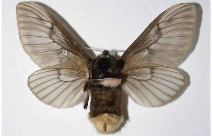 Fig.2 Adulto <i>Megalopyge lanata</i>, Megalopygidae, macho, mostrando la parte 
ventral. Sector Santa Elena, Porton Perros, elevación 340metros. Voucher: 85-SRNP-650-DHJ335751.