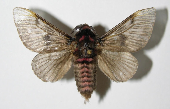 Fig.3 Adulto <i>Megalopyge lanata</i>, Megalopygidae, hembra, mostrando la parte 
dorsal. Sector Santa Rosa, Laguna el Limbo, elevación 2metros. Voucher: 00-SRNP-15197.1-DHJ335758.